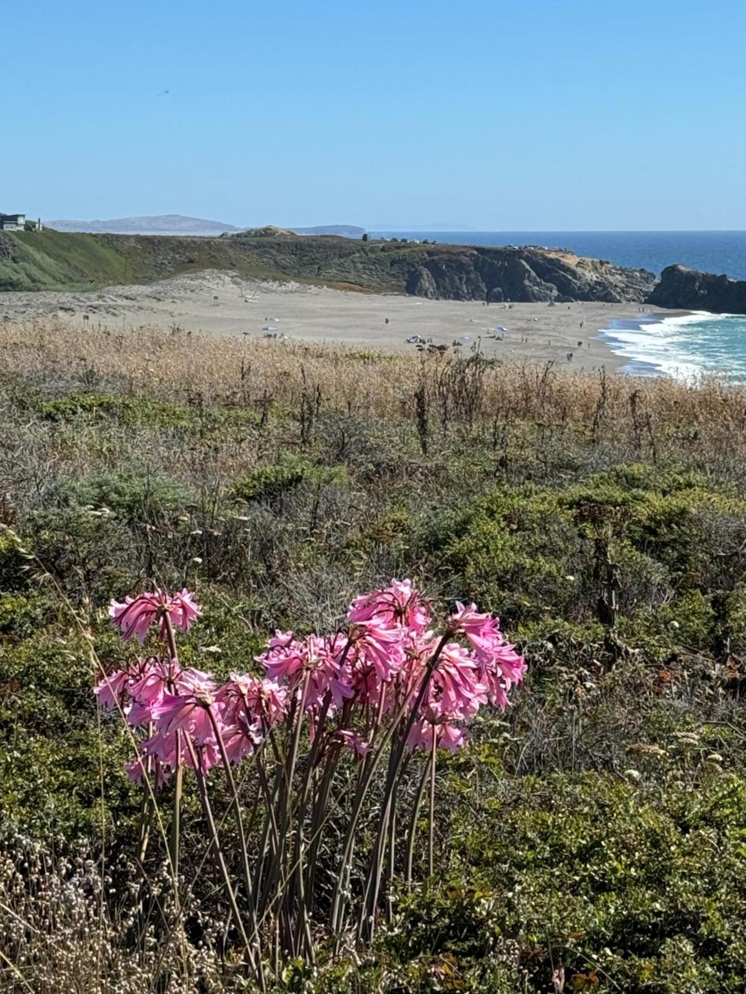 Ocean And Sunset Views - Cliff Side Cottage Bodega Bay Eksteriør billede